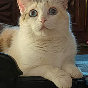 Naya participe au concours pour gagner de l'argent avec cette photo : animal, blue_eyes, calm, cat, close_up, curious, domestic_cat, ears, feline, fur_texture, house_pet, indoor, paws, pet, portrait, resting, table_surface, whiskers, white_fur, wooden_background