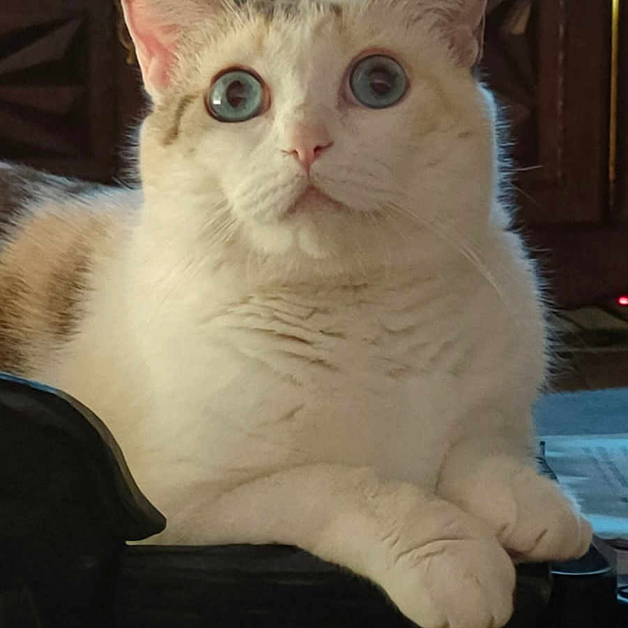 Naya participe au concours pour gagner de l'argent avec cette photo : animal, blue_eyes, calm, cat, close_up, curious, domestic_cat, ears, feline, fur_texture, house_pet, indoor, paws, pet, portrait, resting, table_surface, whiskers, white_fur, wooden_background