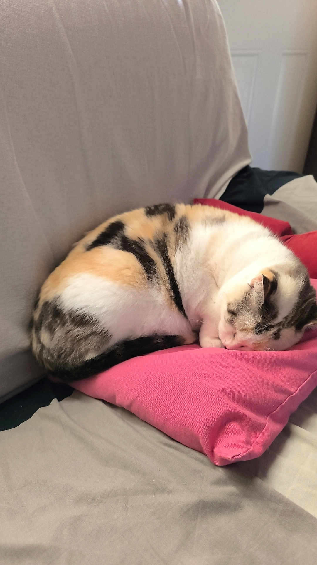 Naya participe au concours pour gagner de l'argent avec cette photo : animal, bed, blanket, calico_cat, cat, comfort, cozy, cute, domestic, feline, fur, indoor, nap, pets, pillow, relaxation, resting, sleeping, soft, whiskers