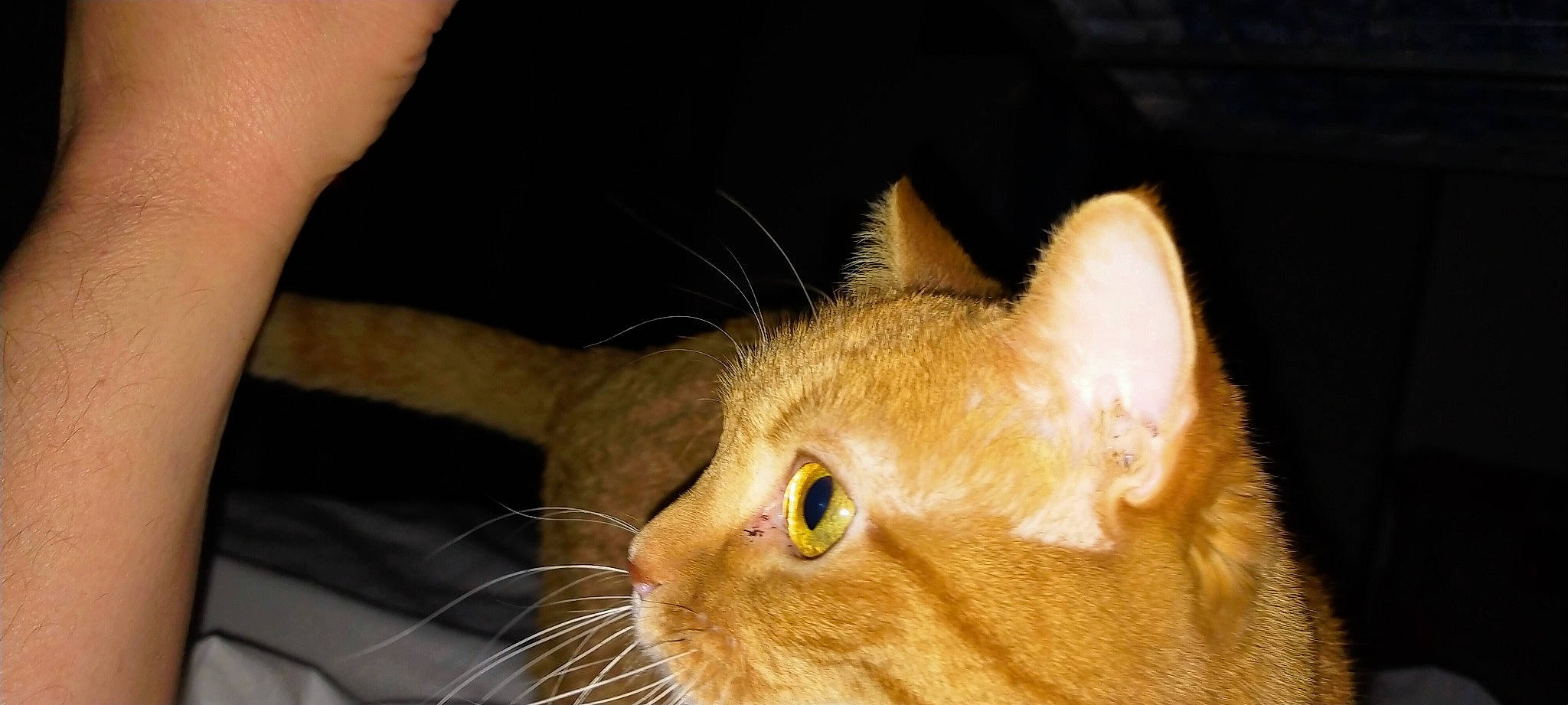 Kenya participe au concours pour gagner de l'argent avec cette photo : carnivore, cat, comfort, domestic_short_haired_cat, ear, fawn, felidae, fur, glasses, paw, small_to_medium_sized_cats, snout, tail, whiskers, wildlife, window, wood