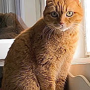 Kenya a rejoint le concours — aidez-le/la à gagner de superbes lots ! animal, cat, closeup, curious, cute, domestic_cat, feline, fur, household, indoor, light, natural_light, orange_tabby, pet, portrait, relaxed, shadow, sitting, whiskers, window