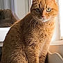 animal, cat, closeup, curious, cute, domestic_cat, feline, fur, household, indoor, light, natural_light, orange_tabby, pet, portrait, relaxed, shadow, sitting, whiskers, window