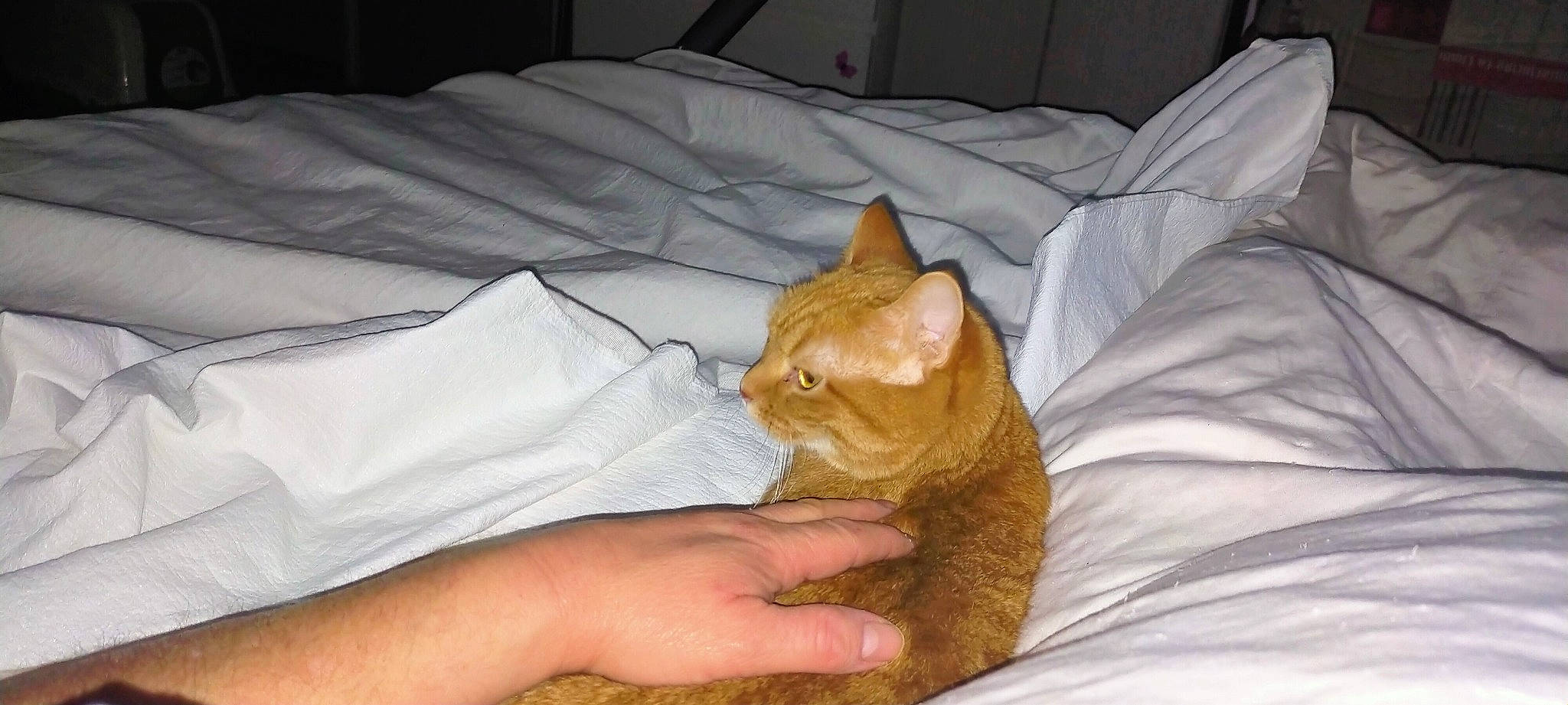 Kenya a rejoint le concours — aidez-le/la à gagner de superbes lots ! bed, bed_sheet, bedding, blanket, carnivore, cat, comfort, domestic_short_haired_cat, fawn, felidae, fur, lap, linens, nail, nap, room, small_to_medium_sized_cats, tail, whiskers, wrinkle