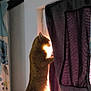 animal, cat, cozy, curious, curtain, domestic_cat, floral_curtain, furniture, ginger_cat, home, indoor, lamp, orange_cat, pet, shadow, standing, sunlight, sunlight_glow, table, window