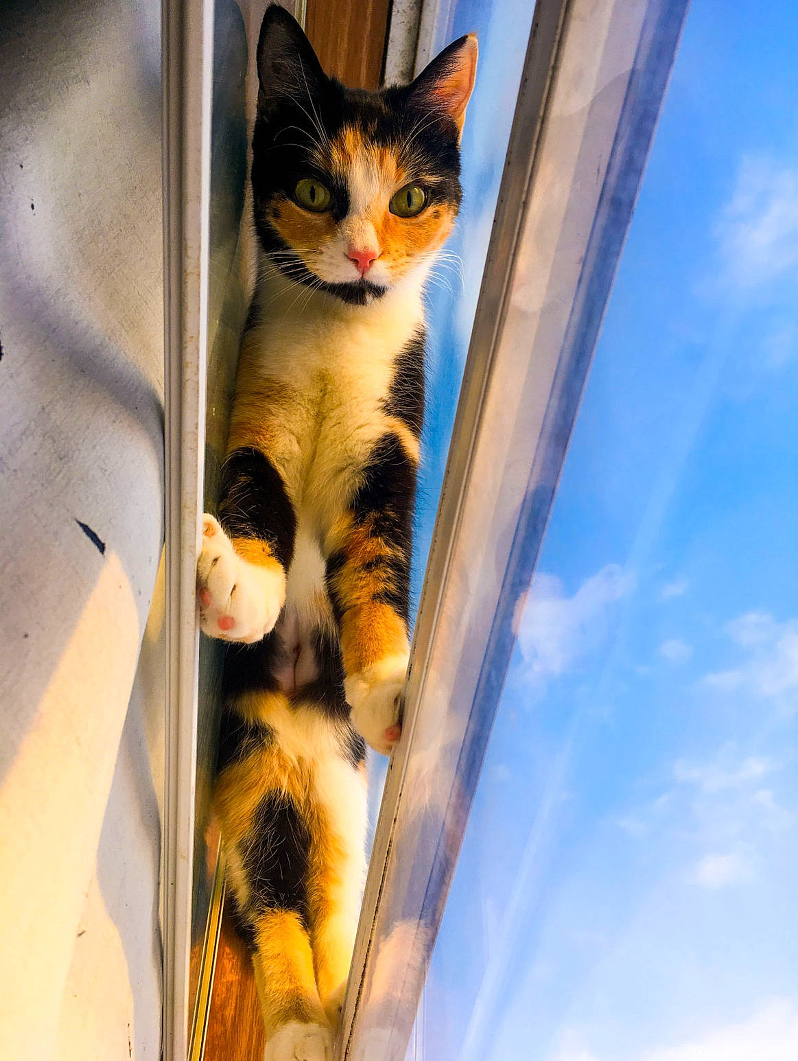 Noodles joined the competition — help win amazing prizes! carnivore, cat, cloud, domestic_short_haired_cat, felidae, fender, fur, paw, reflection, sky, small_to_medium_sized_cats, snout, stairs, tail, terrestrial_animal, tree, whiskers, wood