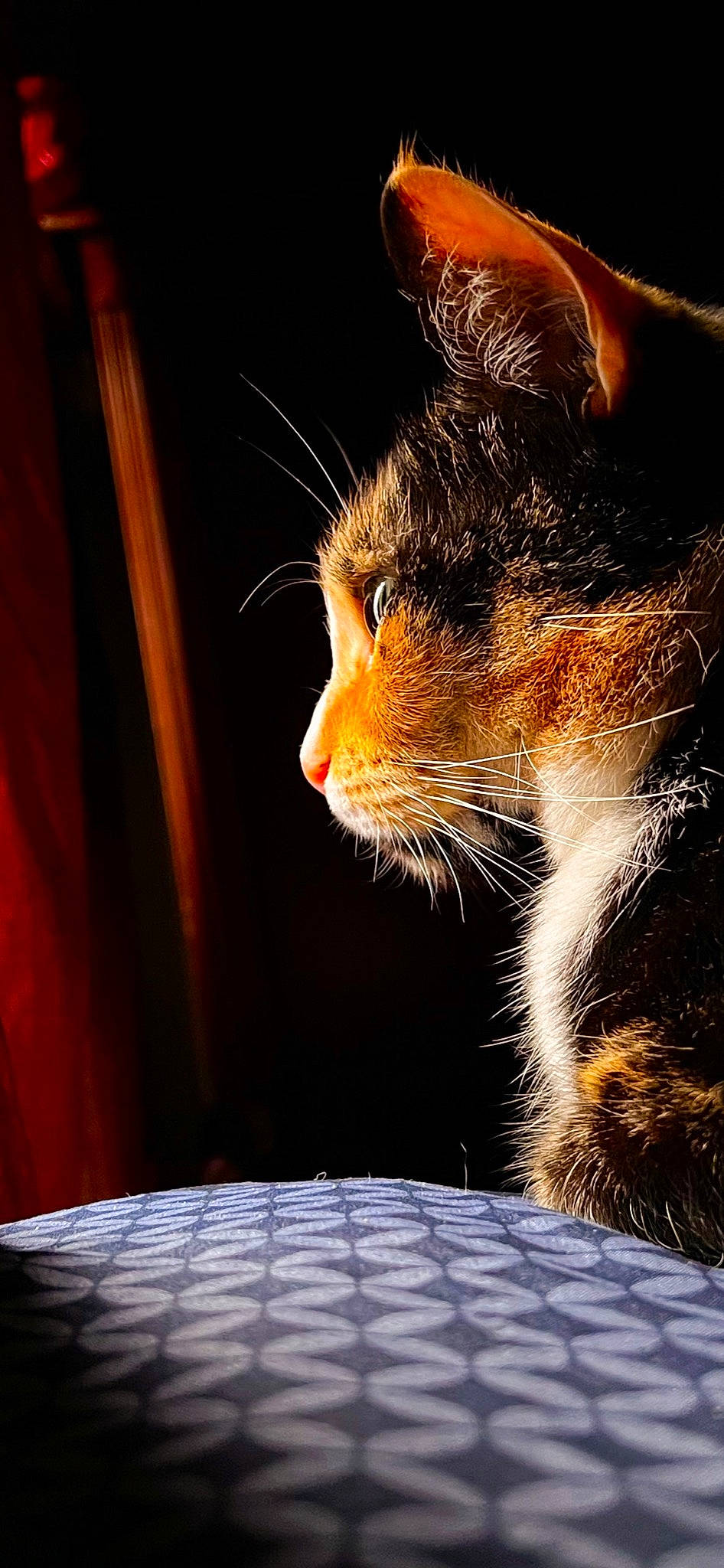 Noodles joined the competition — help win amazing prizes! carnivore, cat, claw, comfort, darkness, domestic_short_haired_cat, eye, felidae, fur, heat, human_leg, paw, small_to_medium_sized_cats, snout, tail, tints_and_shades, whiskers, wildlife, window, wood