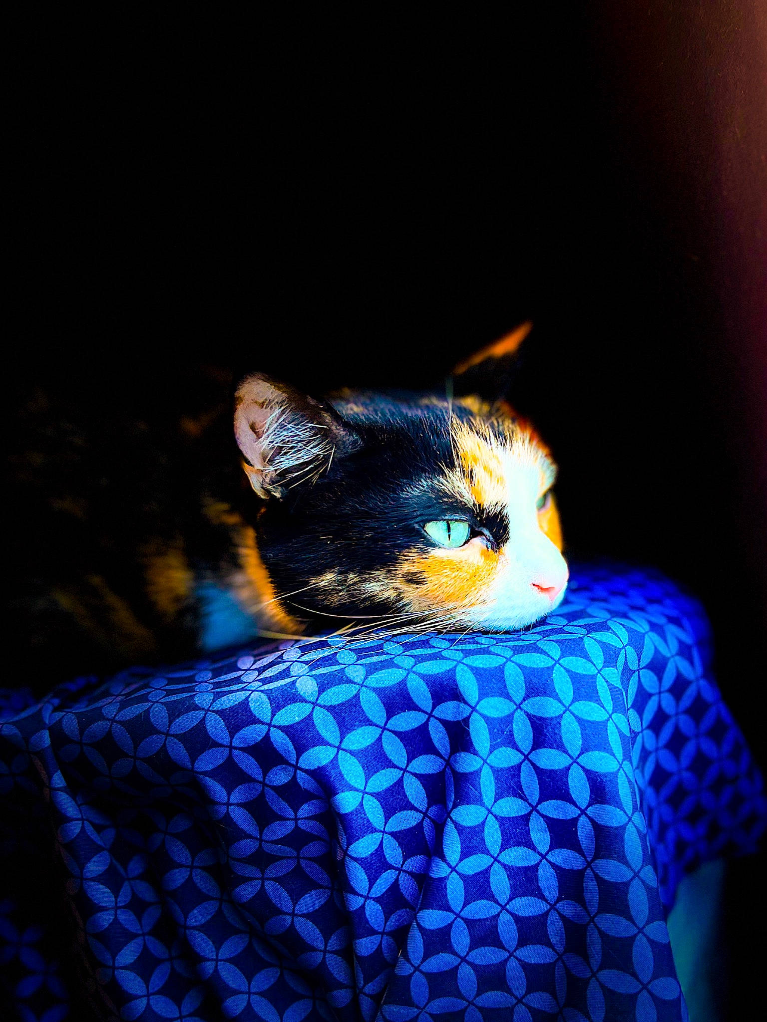 Noodles joined the competition — help win amazing prizes! black_cat, blue, carnivore, cat, darkness, domestic_short_haired_cat, electric_blue, felidae, fur, linens, night, pattern, plant, small_to_medium_sized_cats, tail, tree, whiskers