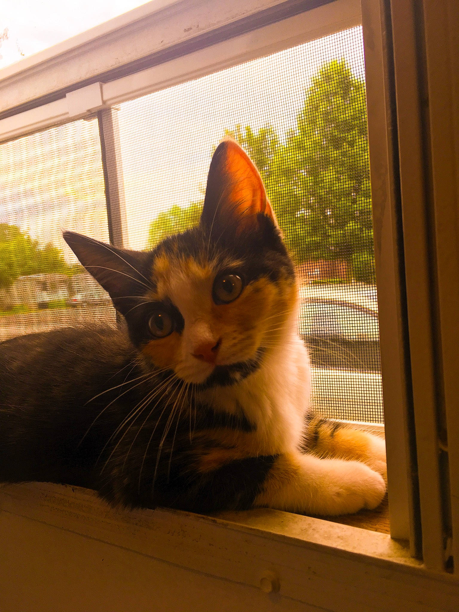 Noodles joined the competition — help win amazing prizes! carnivore, cat, comfort, door, eye, fawn, felidae, morning, plant, sky, small_to_medium_sized_cats, snout, sunlight, tail, tints_and_shades, tree, whiskers, window, window_blind, wood