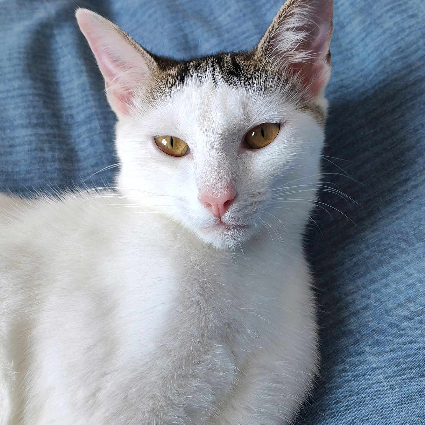 Vanille a rejoint le concours — aidez-le/la à gagner de superbes lots ! abyssinian, angora, animal, cat, kitten, manx, pet, siamese, white