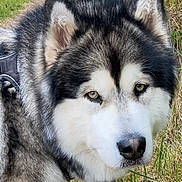 Timba participe au concours pour gagner de l'argent avec cette photo : animal, canine, daylight, dog, ears, eyes, forest, fur, grass, greenery, husky, leash, mammal, nature, outdoor, pet, portrait, snout, trail, walking