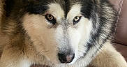 Timba participe au concours pour gagner de l'argent avec cette photo : animal, canine, closeup, companion, couch, cute, dog, domestic, fur, furniture, house, husky, indoor, leather, looking, mammal, pet, portrait, relaxing, resting