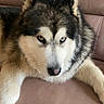 animal, canine, closeup, companion, couch, cute, dog, domestic, fur, furniture, house, husky, indoor, leather, looking, mammal, pet, portrait, relaxing, resting