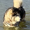 Timba participe au concours pour gagner de l'argent avec cette photo : animal, black, brown, canine, collar, dog, fluffy, fur, lake, mammal, nature, outdoor, pet, portrait, reflection, standing, sunlight, tail, water, white