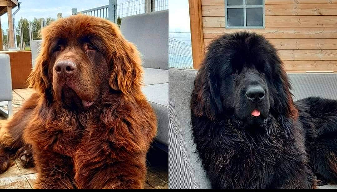 Snow a rejoint le concours — aidez-le/la à gagner de superbes lots ! ancient_dog_breeds, automotive_tire, canidae, carnivore, companion_dog, dog, dog_breed, door, door_mat, fur, gaddi_kutta, giant_dog_breed, liver, natural_material, snout, sporting_group, terrestrial_animal, tibetan_mastiff, working_animal, working_dog