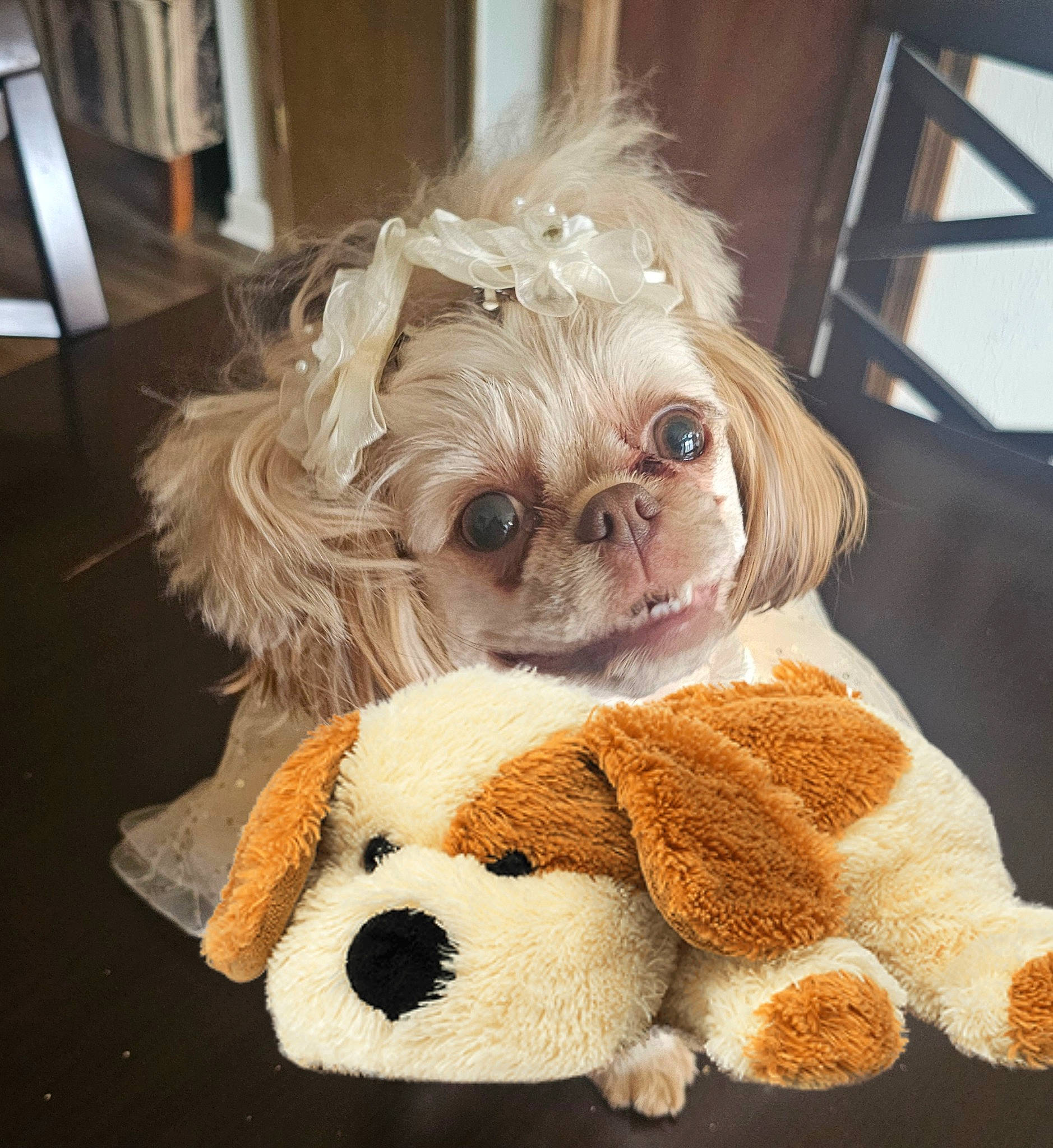 Sugar is registered to the contest to win money with this photo: canidae, carnivore, companion_dog, dog, dog_breed, dog_clothes, dog_supply, eyewear, fawn, fur, glasses, liver, mammal, snout, stuffed_toy, textile, toy, toy_dog, vertebrate, working_animal