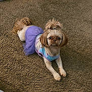 Sugar joined the competition — help win amazing prizes! dog, small_dog, pet, clothing, tutu, purple, carpet, indoor, cute, fur, animal, looking_at_camera, lying_down, hairstyle, tuft, adorable, calm, portrait, mammal, domestic_animal