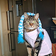 Bella participe au concours pour gagner de l'argent avec cette photo : cat, tabby_cat, pet, indoor, kitchen, refrigerator, table, sweater, hat, fuzzy_hat, blue, pink, fur, animal, domestic_animal, looking, sitting, magnet, appliance, calm