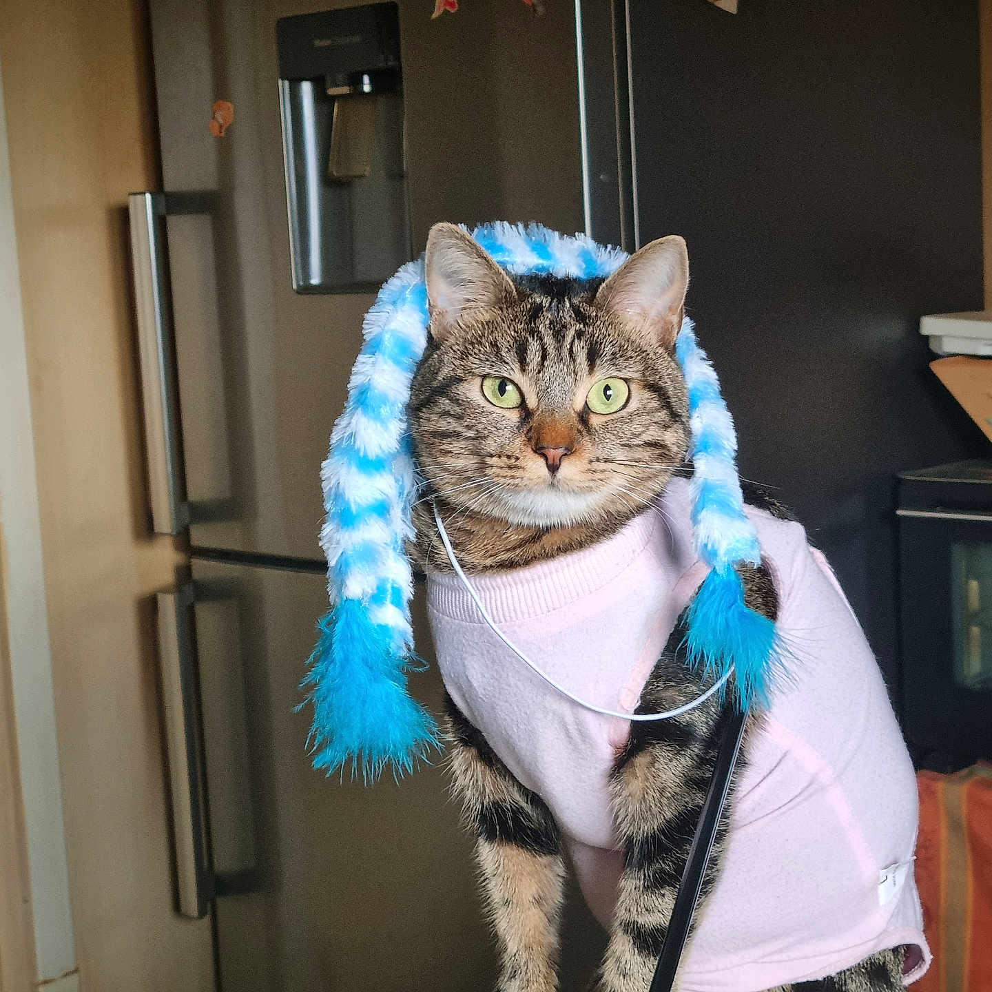 Bella participe au concours pour gagner de l'argent avec cette photo : cat, tabby_cat, pet, indoor, kitchen, refrigerator, table, sweater, hat, fuzzy_hat, blue, pink, fur, animal, domestic_animal, looking, sitting, magnet, appliance, calm