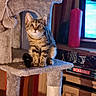 Bella participe au concours pour gagner de l'argent avec cette photo : animal, candle, cat, cat_tree, cozy, curious, cute, ears, fur, furniture, game, home, indoor, kitten, pet, playful, scrabble, sitting, tabby, whiskers