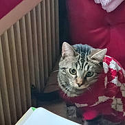 Bella a rejoint le concours — aidez-le/la à gagner de superbes lots ! animal, cat, cozy, curious, cushion, domestic, feline, fur, home, indoor, looking, mammal, pet, radiator, red, seat, sweater, tabby, whiskers, white