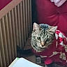 animal, cat, cozy, curious, cushion, domestic, feline, fur, home, indoor, looking, mammal, pet, radiator, red, seat, sweater, tabby, whiskers, white