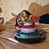 animal, bed, blanket, cat, cozy, curious, feline, floral_pattern, furniture, home, indoor, pet, playing, shadow, soft_lighting, spinning_toy, striped, tabby_cat, toy, wallpaper