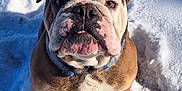 Regie joined the competition — help win amazing prizes! bulldog, closeup, collar, companion, cute, dog, eye, fur, jowls, leash, nose, outdoors, paw, pet, portrait, sitting, snow, tongue, winter, wrinkles