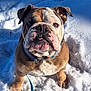 bulldog, closeup, collar, companion, cute, dog, eye, fur, jowls, leash, nose, outdoors, paw, pet, portrait, sitting, snow, tongue, winter, wrinkles