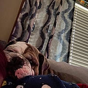 Regie joined the competition — help win amazing prizes! blanket, blinds, bulldog, closeup, couch, cozy, curtain, dog, fabric, garland, home_interior, indoor, nose, pattern, pet, portrait, sleeping, sleepy, tongue, wrinkled