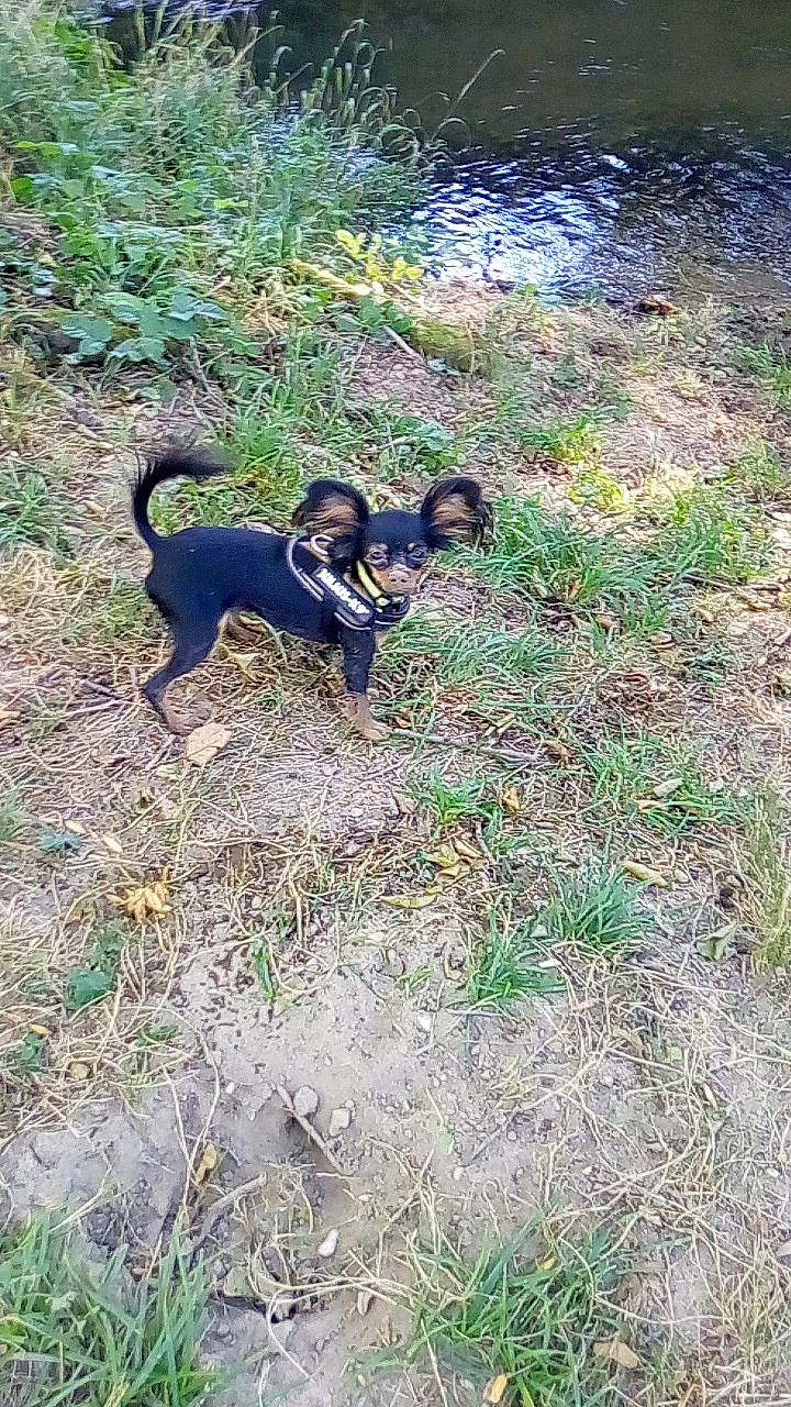 Neela a rejoint le concours — aidez-le/la à gagner de superbes lots ! canidae, carnivore, companion_dog, dog, dog_breed, grass, groundcover, hunting_dog, non_sporting_group, plant, shadow, soil, sporting_group, tail, terrestrial_animal, tree, water, wildlife, working_animal, working_dog