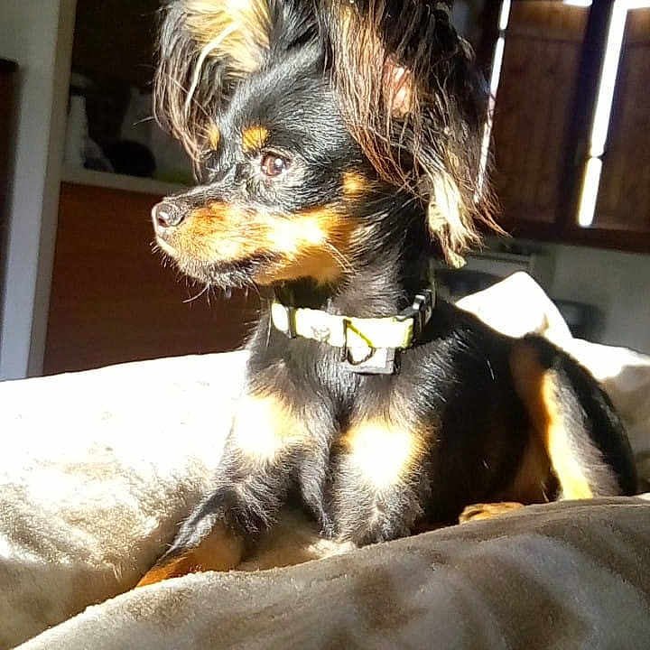 Neela