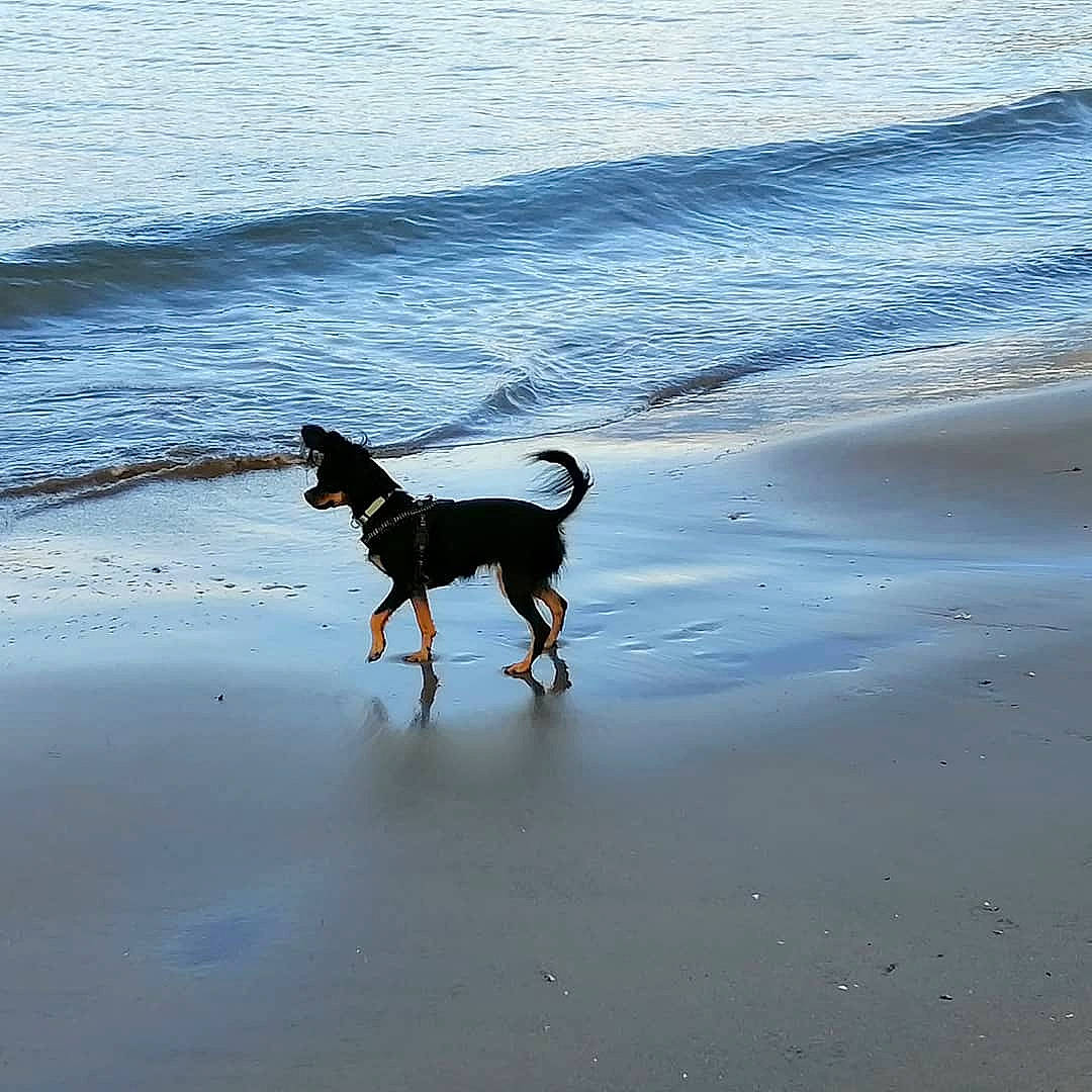 Neela a rejoint le concours — aidez-le/la à gagner de superbes lots ! beach, carnivore, coast, dog, dog_breed, evening, fawn, liquid, mammal, ocean, sand, shadow, shore, tail, vertebrate, water, wave, wind_wave, wood, working_animal