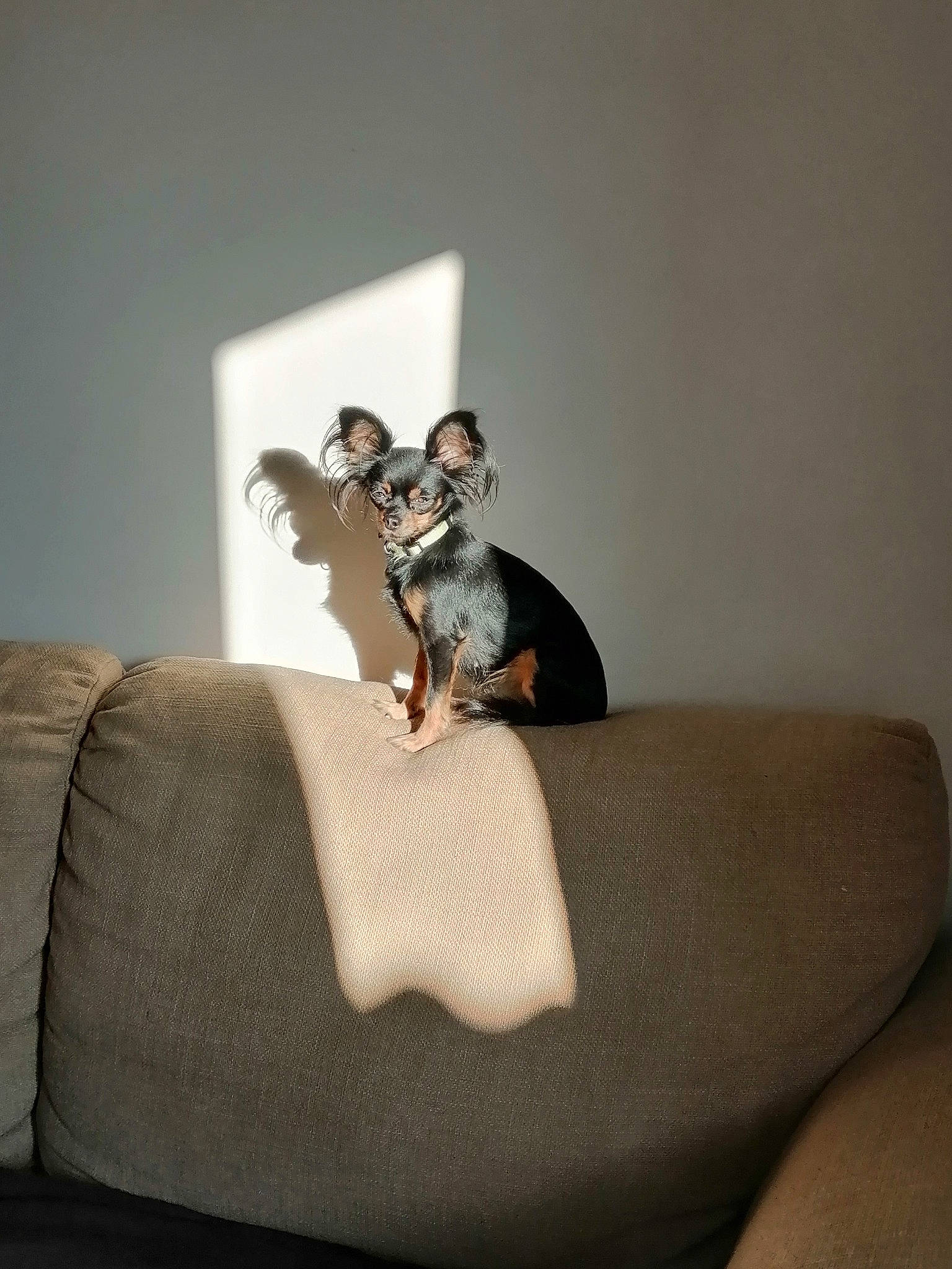 Neela participe au concours pour gagner de l'argent avec cette photo : art, canidae, carnivore, chair, comfort, companion_dog, couch, dog, dog_breed, dog_supply, fawn, felidae, grey, linens, pet_supply, small_to_medium_sized_cats, tail, toy_dog, whiskers, wood