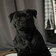 Vaya participe au concours pour gagner de l'argent avec cette photo : animal, attention, background, black_dog, canine, clothing, companion, curtain, dog, domestic, floor, furniture, household, indoor, looking, pet, portrait, quiet, rug, sitting