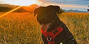 Vaya participe au concours pour gagner de l'argent avec cette photo : adventure, animal, ball, black_dog, clouds, dog, field, grass, happy, landscape, nature, outdoor, pet, playing, red_harness, sky, summer, sunlight, sunset, tongue_out
