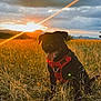 adventure, animal, ball, black_dog, clouds, dog, field, grass, happy, landscape, nature, outdoor, pet, playing, red_harness, sky, summer, sunlight, sunset, tongue_out