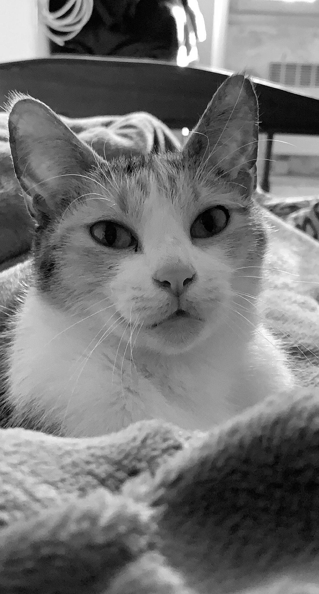 Nouska a rejoint le concours — aidez-le/la à gagner de superbes lots ! black_and_white, carnivore, cat, close_up, domestic_short_haired_cat, ear, felidae, fur, monochrome, monochrome_photography, paw, small_to_medium_sized_cats, snout, whiskers, window