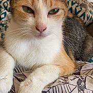Nouska participe au concours pour gagner de l'argent avec cette photo : animal, blanket, cat, close_up, cute, ears, feline, fur, green_eyes, home, indoor, nose, pattern, paws, pet, portrait, relaxed, resting, tabby, whiskers