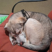 Winter joined the competition — help win amazing prizes! animal, brown, closeup, collar, cozy, curled_up, cushion, dog, fur, nose, outdoor, paw, pet, quiet, relaxed, resting, sleeping, tail, texture, white