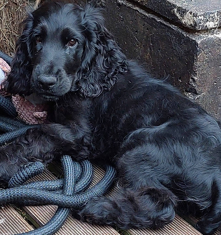 Blacky participe au concours pour gagner de l'argent avec cette photo : art, bored, canidae, carnivore, companion_dog, dog, dog_breed, fur, gaddi_kutta, gun_dog, liver, mortar, snout, spaniel, sporting_group, terrestrial_animal, working_animal, working_dog