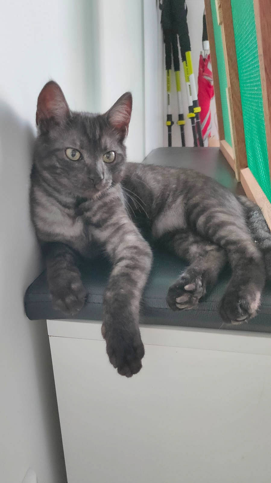 Gaston participe au concours pour gagner de l'argent avec cette photo : carnivore, cat, claw, curtain, domestic_short_haired_cat, felidae, flag, fur, grey, mammal, paw, small_to_medium_sized_cats, snout, tail, whiskers, window