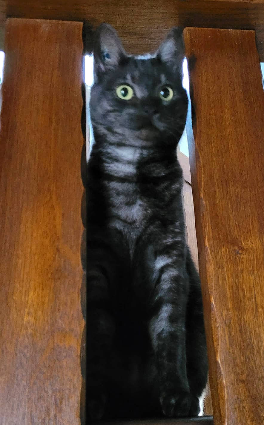 Gaston a rejoint le concours — aidez-le/la à gagner de superbes lots ! black_cat, bombay, carnivore, cat, claw, domestic_short_haired_cat, felidae, flooring, fur, hardwood, paw, plank, small_to_medium_sized_cats, snout, tail, varnish, whiskers, wood, wood_stain