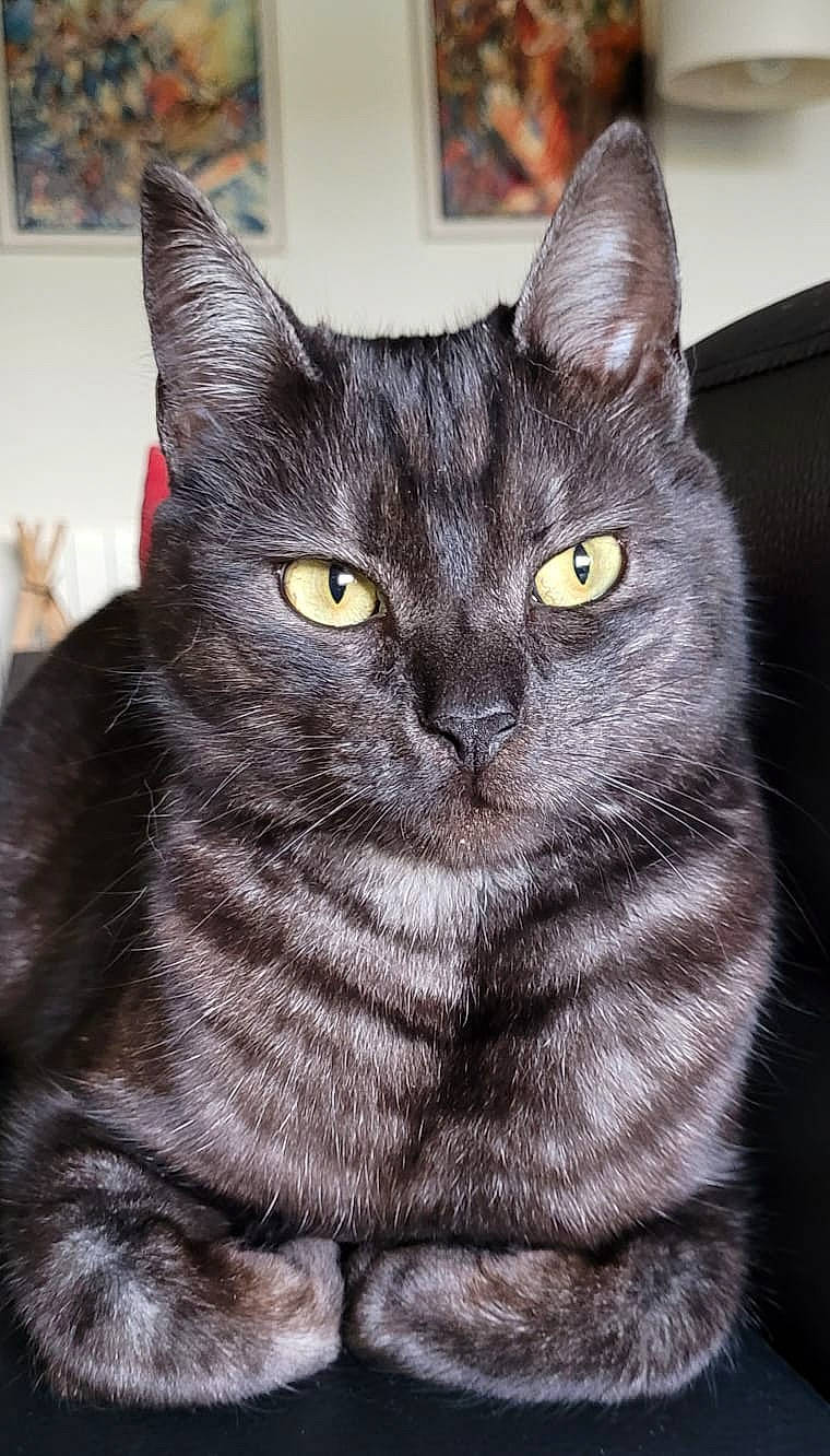 Gaston participe au concours pour gagner de l'argent avec cette photo : art, black_cat, carnivore, cat, cat_furniture, domestic_short_haired_cat, felidae, fur, grey, head, iris, picture_frame, small_to_medium_sized_cats, snout, whiskers, window