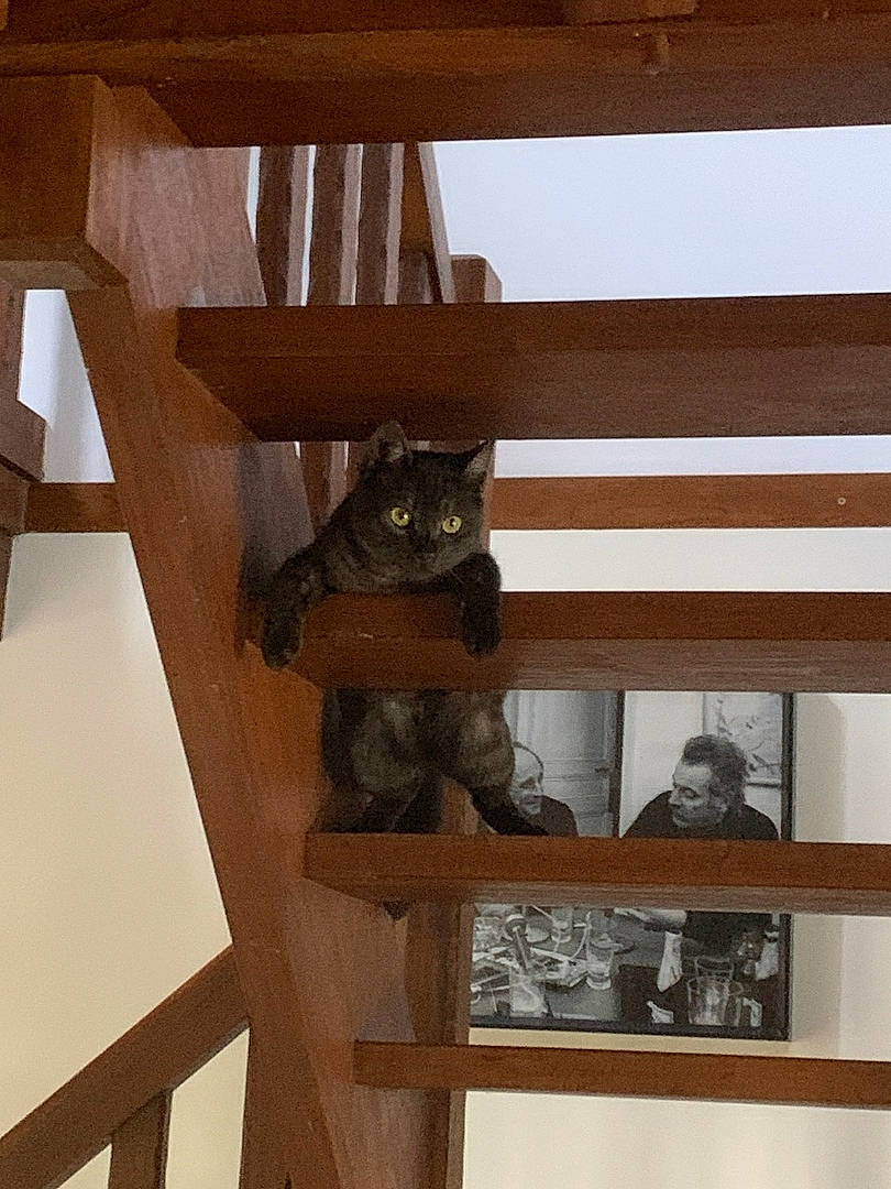 Gaston a rejoint le concours — aidez-le/la à gagner de superbes lots ! baluster, beam, building, carnivore, cat, ceiling, daylighting, felidae, handrail, hardwood, hat, house, plywood, room, small_to_medium_sized_cats, stairs, tree, window, wood, wood_stain