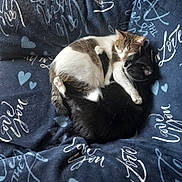 Pouilles participe au concours pour gagner de l'argent avec cette photo : cat, cats, black_cat, white_cat, sleeping, cuddle, hug, blanket, heart_shape, fur, pet, animal, cozy, resting, cute, friendship, domestic_cat, closeup, indoor, comfort