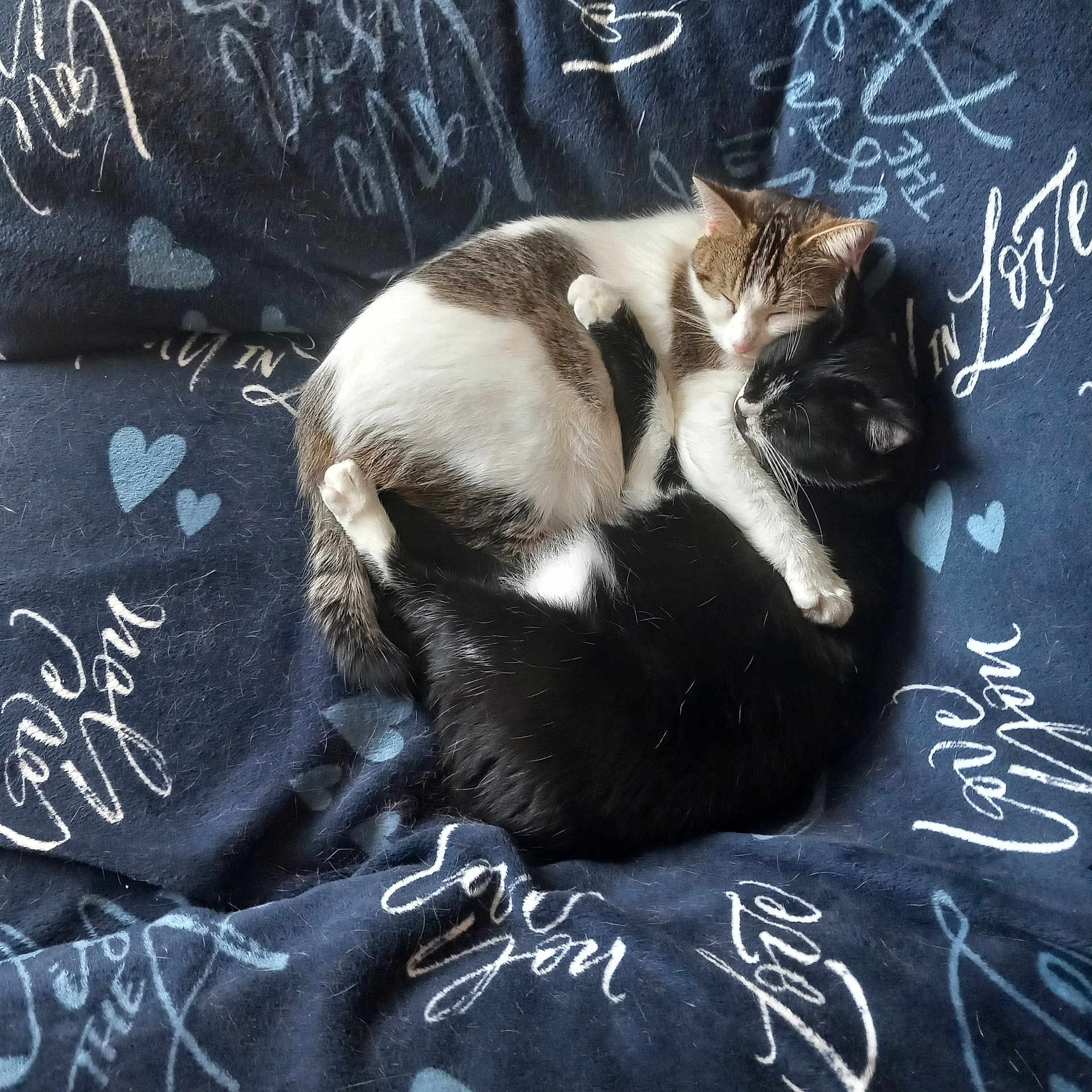 Pouilles