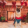 dog, german_shepherd, fireplace, christmas_stockings, christmas_tree, holiday_decorations, wrapped_presents, red_bow, festive_sweater, fur_rug, warm_lighting, smiling_dog, indoor, cozy, holiday, celebration, decor, winter, seasonal, pet