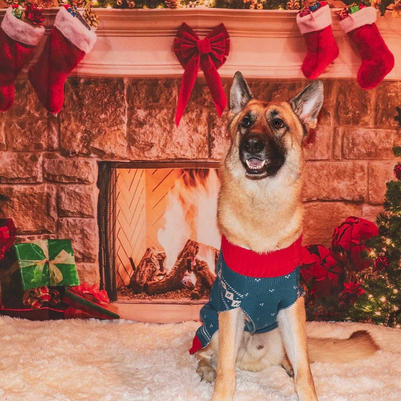 Max joined the competition — help win amazing prizes! celebration, christmas_stockings, christmas_tree, cozy, decor, dog, festive_sweater, fireplace, fur_rug, german_shepherd, holiday, holiday_decorations, indoor, pet, red_bow, seasonal, smiling_dog, warm_lighting, winter, wrapped_presents