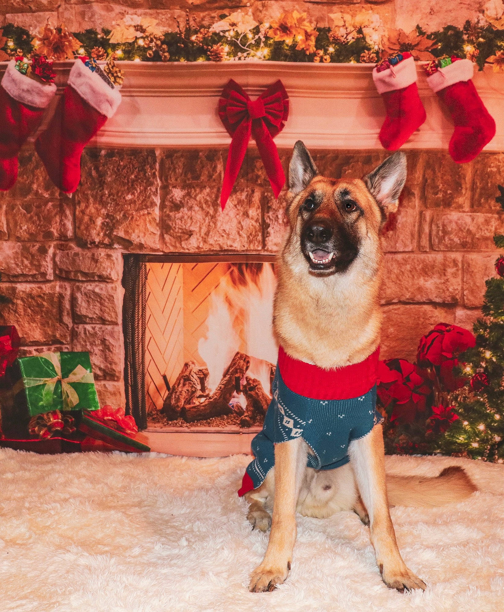 Max joined the competition — help win amazing prizes! art, carnivore, christmas, christmas_ornament, companion_dog, dog, dog_breed, dog_clothes, dog_supply, event, fawn, ornament, plant, red, snout, sporting_group, textile, tree, whiskers, working_animal