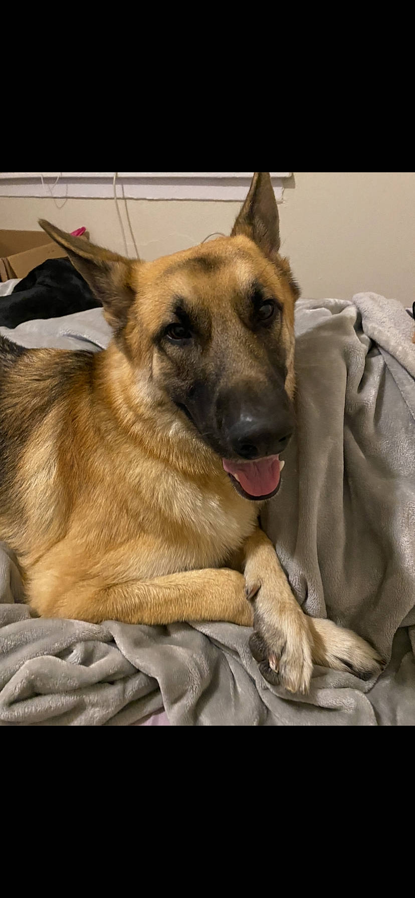 Max is registered to the contest to win money with this photo: ancient_dog_breeds, belgian_shepherd_malinois, canidae, carnivore, collar, companion_dog, dog, dog_breed, eye, fawn, fur, german_shepherd_dog, guard_dog, herding_dog, snout, sporting_group, whiskers, working_dog